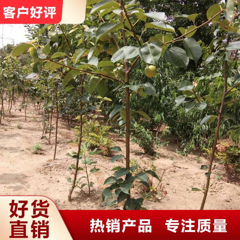 梨树,樱桃苗设备齐全支持定制