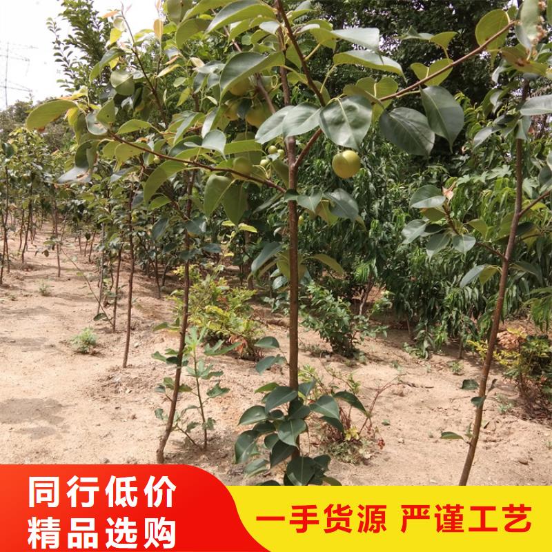轩园【 梨树石榴树满足您多种采购需求】-业务覆盖区域|克拉玛依|乌鲁木齐|伊犁-阿奇乐乐
