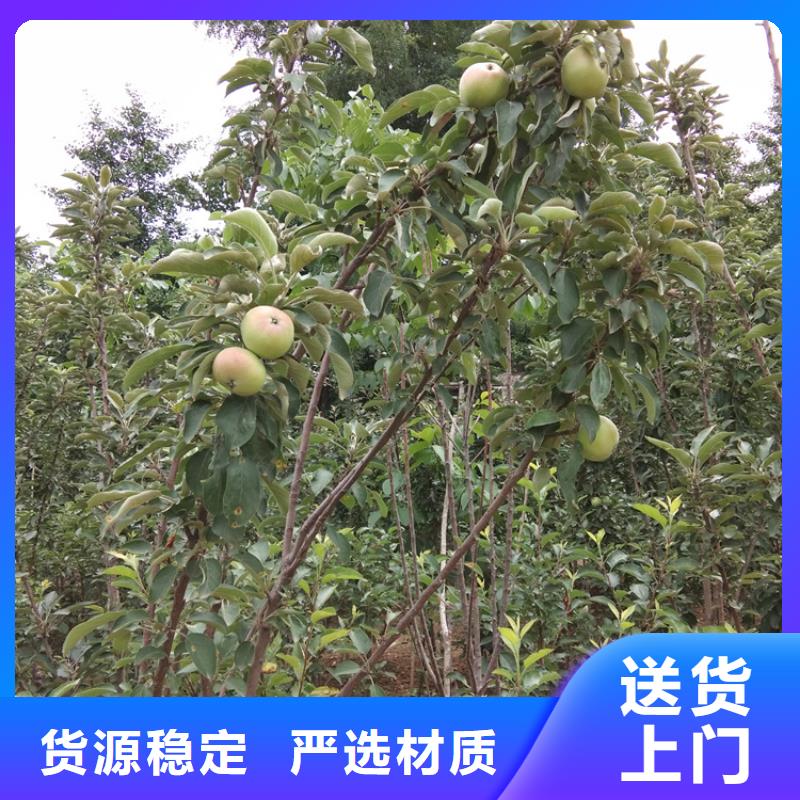 梨树_【苹果苗】现货销售-市场覆盖|衡南|南岳|娄底|张家界|常德|郴州|岳阳|怀化|株洲-阿奇乐乐