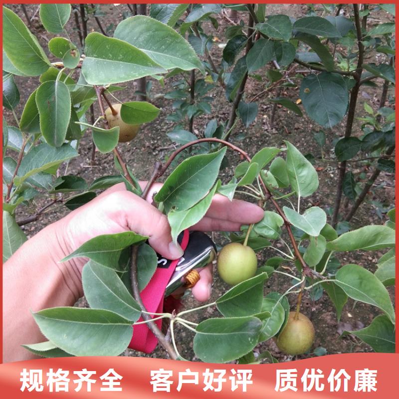 【梨树【猕猴桃苗】让客户买的放心】