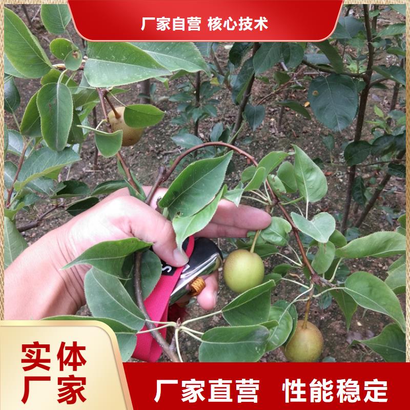 梨树桃树苗品牌专营