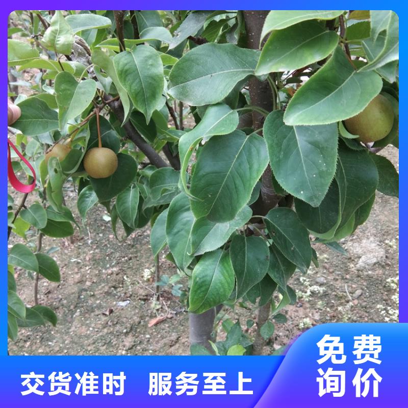 玛瑙红石榴苗-视频-玛瑙红石榴苗_广西省柳州市市场覆盖鱼峰|融安|桂林|防城港|百色|贺州等