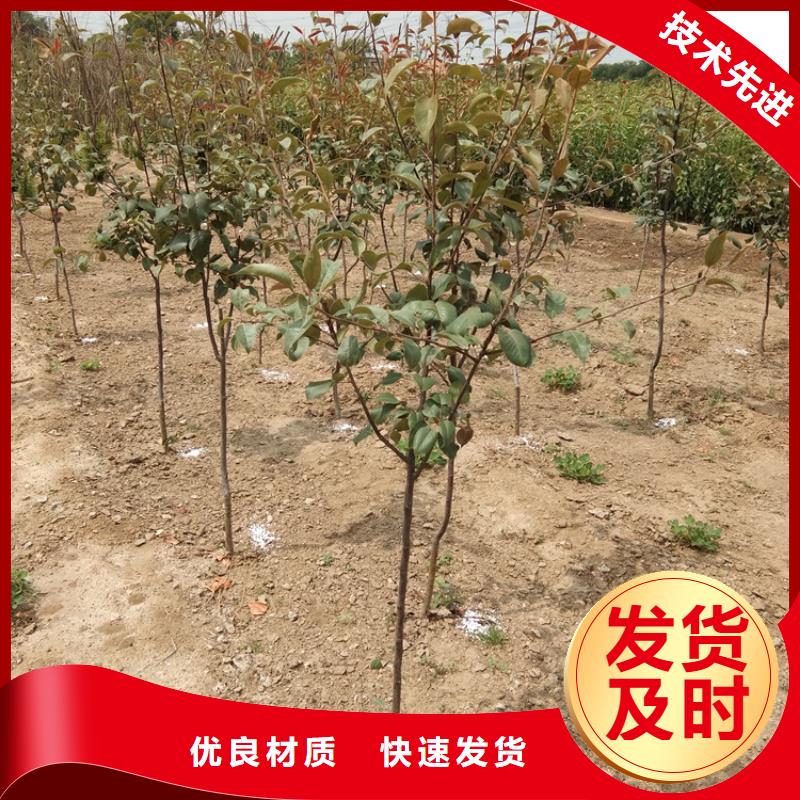 梨树樱桃苗工厂直供