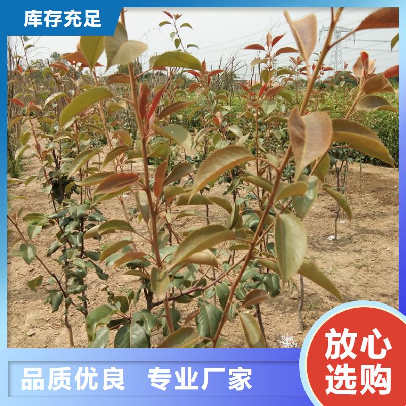 梨树【猕猴桃苗】甄选好厂家