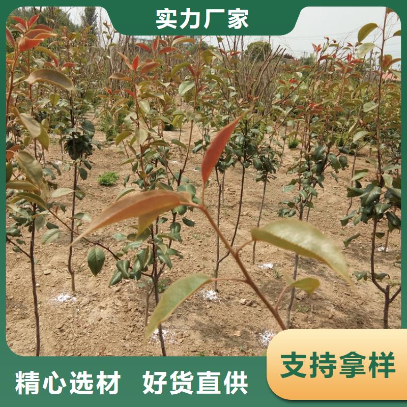梨树,石榴树敢与同行比质量
