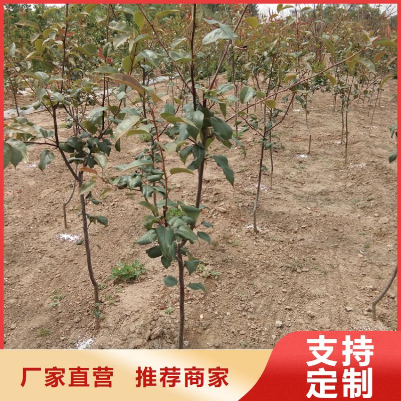 【梨树无花果苗多年厂家可靠】