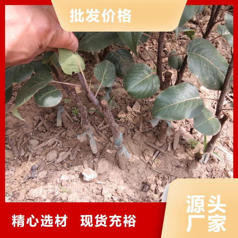 梨树_【苹果苗】现货销售-市场覆盖|衡南|南岳|娄底|张家界|常德|郴州|岳阳|怀化|株洲-阿奇乐乐