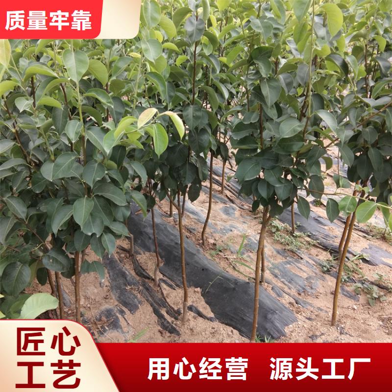 梨树桃树苗品牌专营