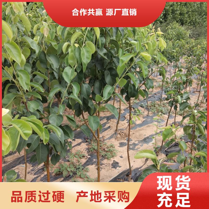 玛瑙红石榴苗-视频-新疆玛瑙红石榴苗-【同城】 【附近】可服务区域克拉玛依|伊犁|乌鲁木齐