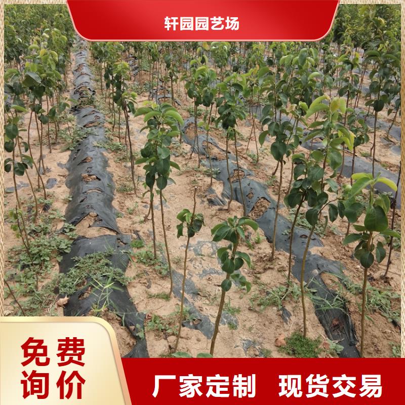 【梨树【猕猴桃苗】让客户买的放心】