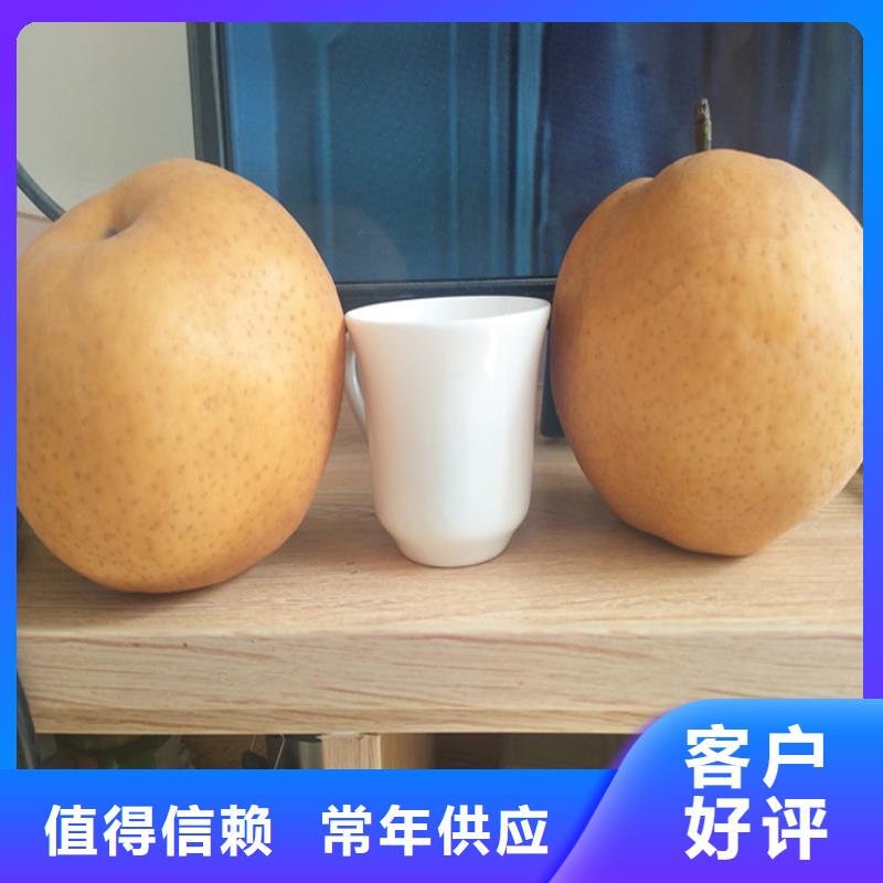 梨树桃树苗品牌专营