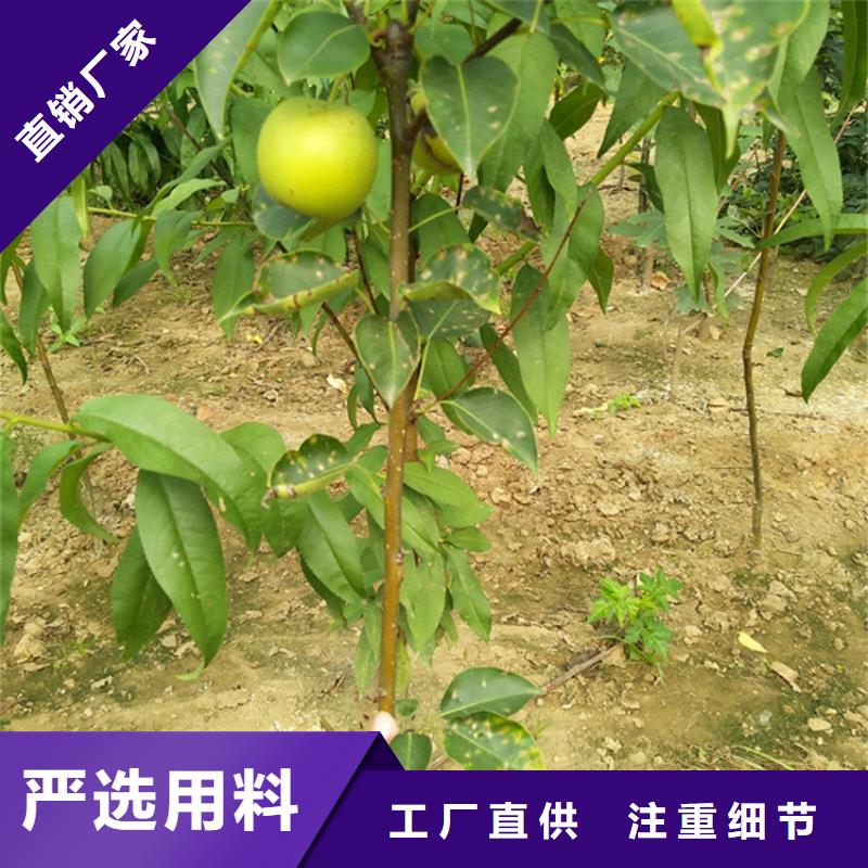 梨树樱桃苗客户满意度高