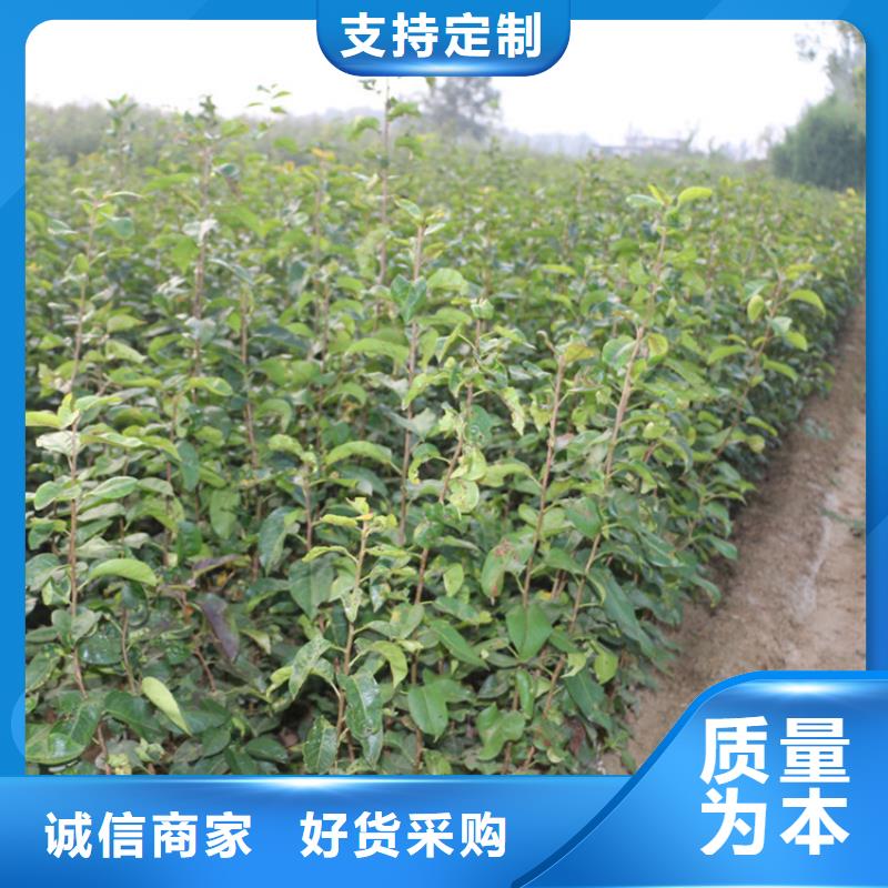 梨树桃树苗品牌专营