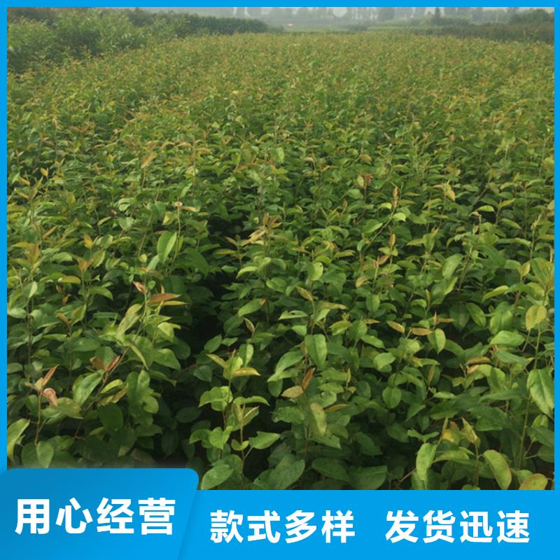 玛瑙红石榴苗-视频-玛瑙红石榴苗_广西省柳州市市场覆盖鱼峰|融安|桂林|防城港|百色|贺州等
