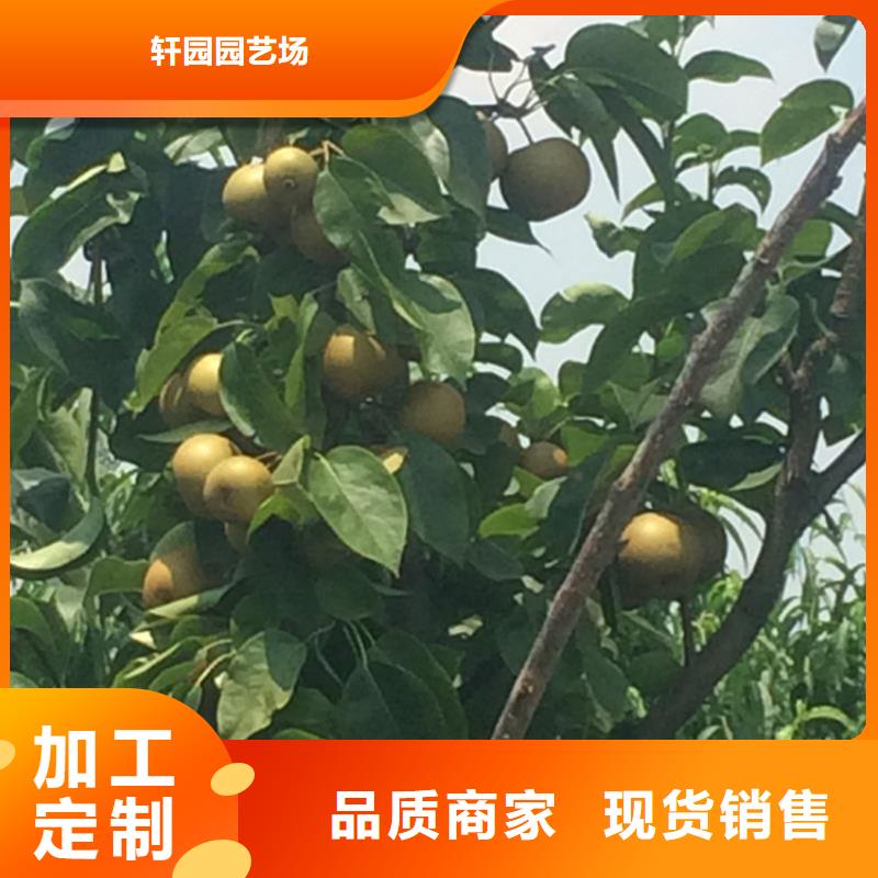 【梨树【猕猴桃苗】让客户买的放心】