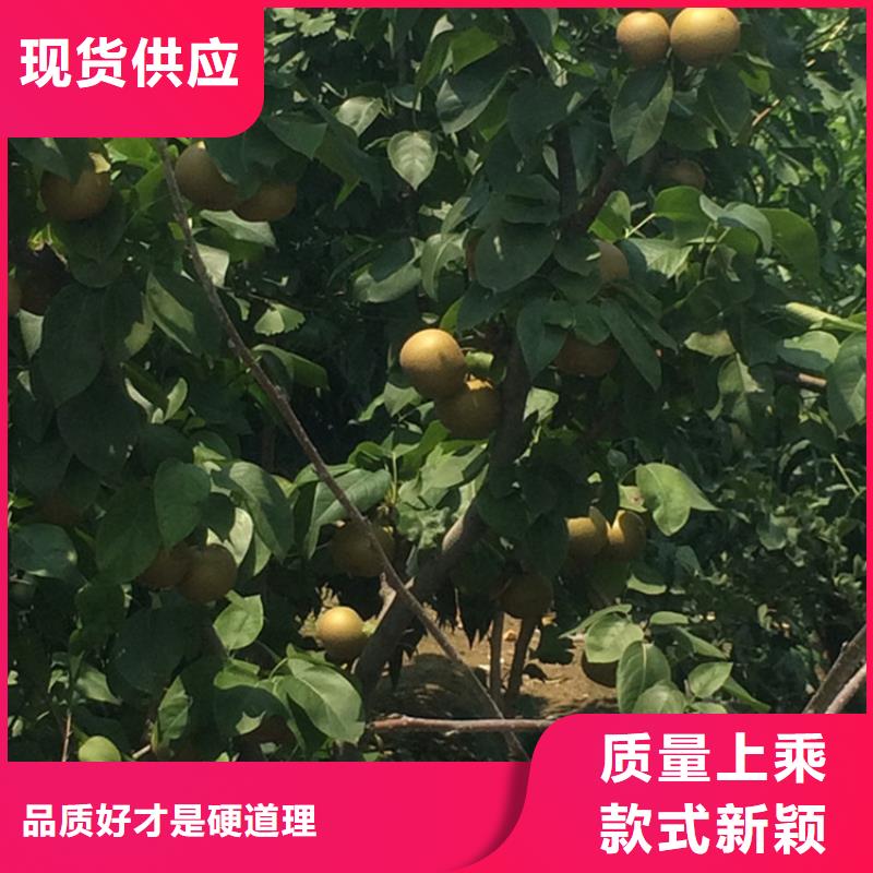 玛瑙红石榴苗-视频-玛瑙红石榴苗_广西省柳州市市场覆盖鱼峰|融安|桂林|防城港|百色|贺州等