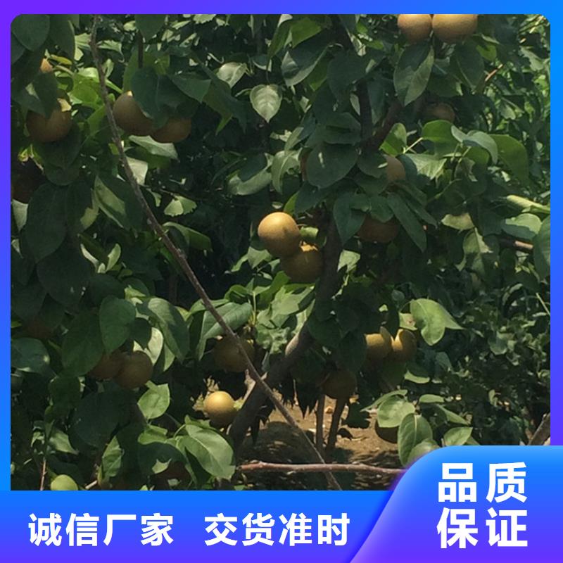 梨树嘎啦苹果支持定制加工