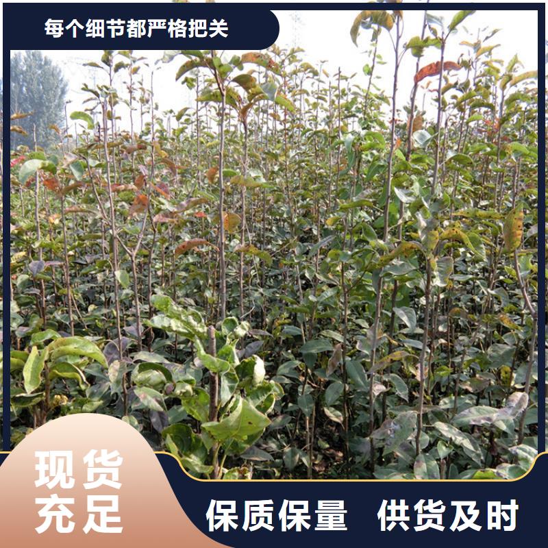 【梨树樱桃苗可定制有保障】