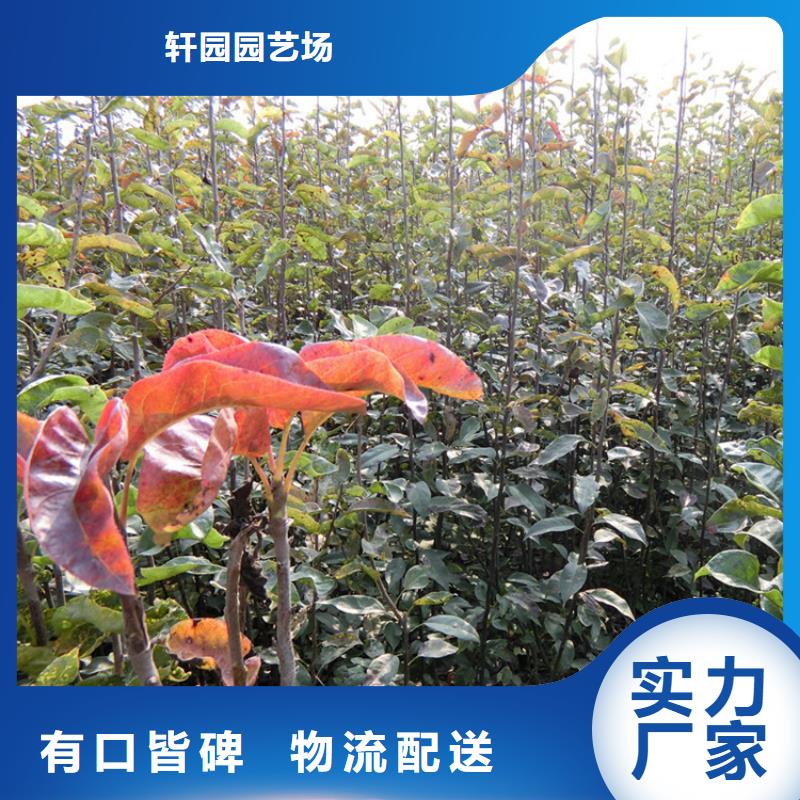 【梨树无花果苗多年厂家可靠】