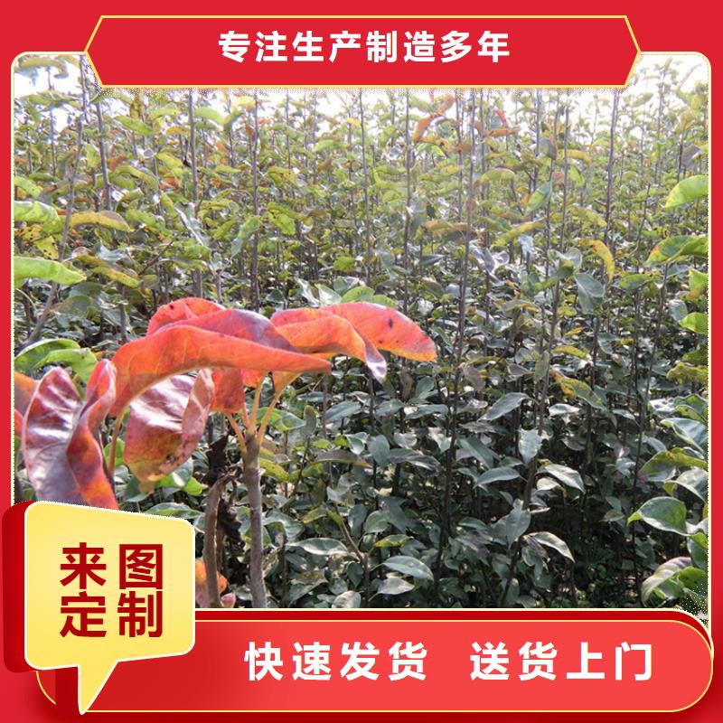 梨树_【苹果苗】现货销售-市场覆盖|衡南|南岳|娄底|张家界|常德|郴州|岳阳|怀化|株洲-阿奇乐乐