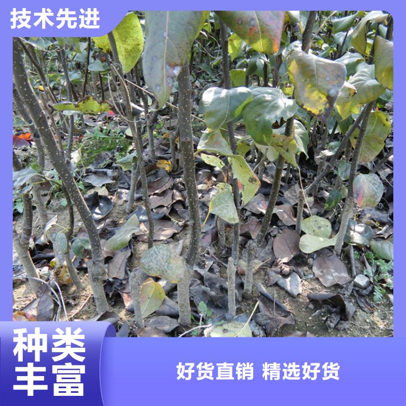 玛瑙红石榴苗-视频-玛瑙红石榴苗_广西省柳州市市场覆盖鱼峰|融安|桂林|防城港|百色|贺州等