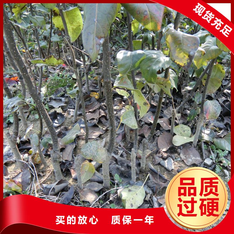 【 梨树_北美冬青细节决定成败】-轩园园艺场(柳州市分公司)