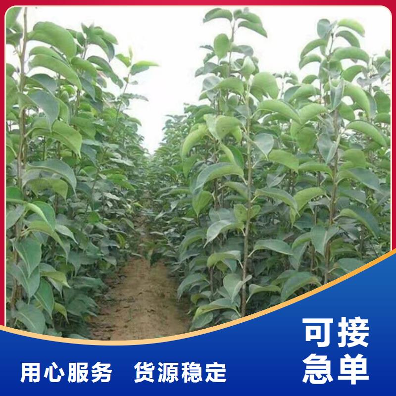 梨树樱桃苗工厂直供