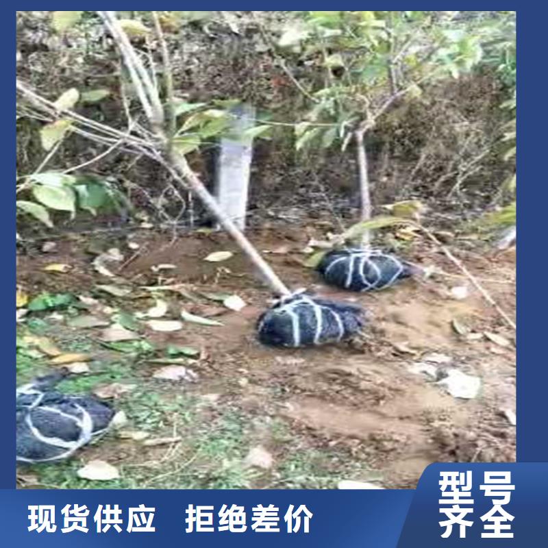 玛瑙红石榴苗-视频-玛瑙红石榴苗_广西省柳州市市场覆盖鱼峰|融安|桂林|防城港|百色|贺州等