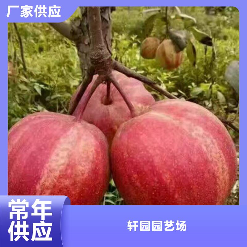 梨树蓝莓苗主推产品