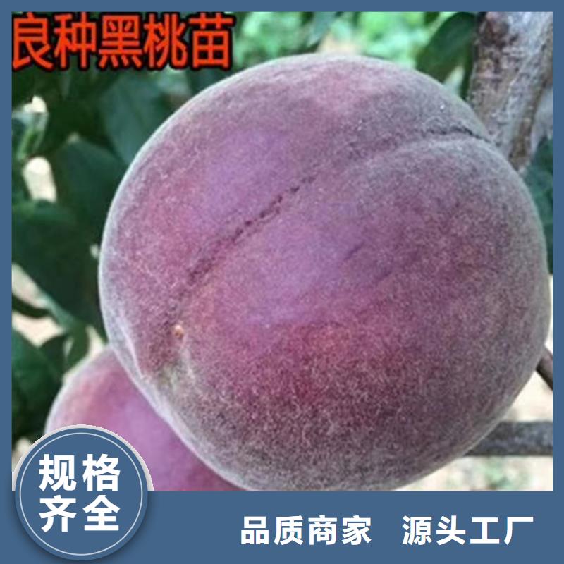 玛瑙红石榴苗轩园桃-【北美冬青】用心制造