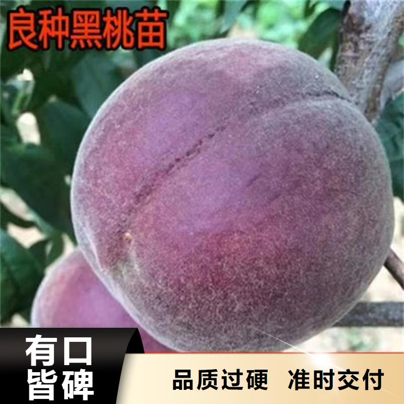 桃无花果苗产品细节