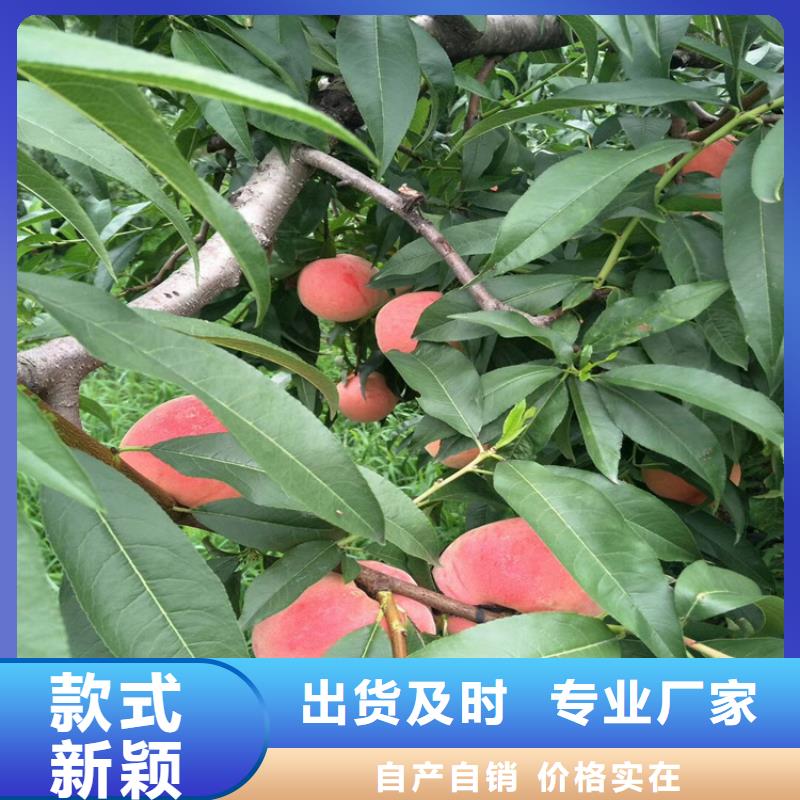桃樱桃苗用心制造