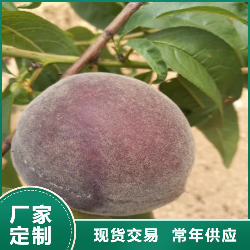 桃-【樱桃苗】优质工艺 轩园园艺场(盐城市分公司)