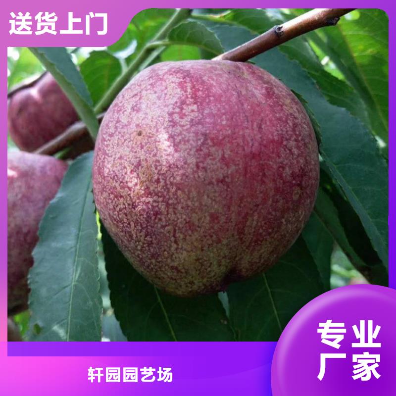 玛瑙红石榴苗视频-玛瑙红石榴苗(轩园)覆盖地域江苏省盐城市亭湖|阜宁|常州|南通|苏州|徐州|扬州|镇江|无锡