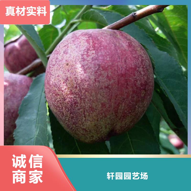 玛瑙红石榴苗视频-直辖澳门轩园玛瑙红石榴苗可服务区域等