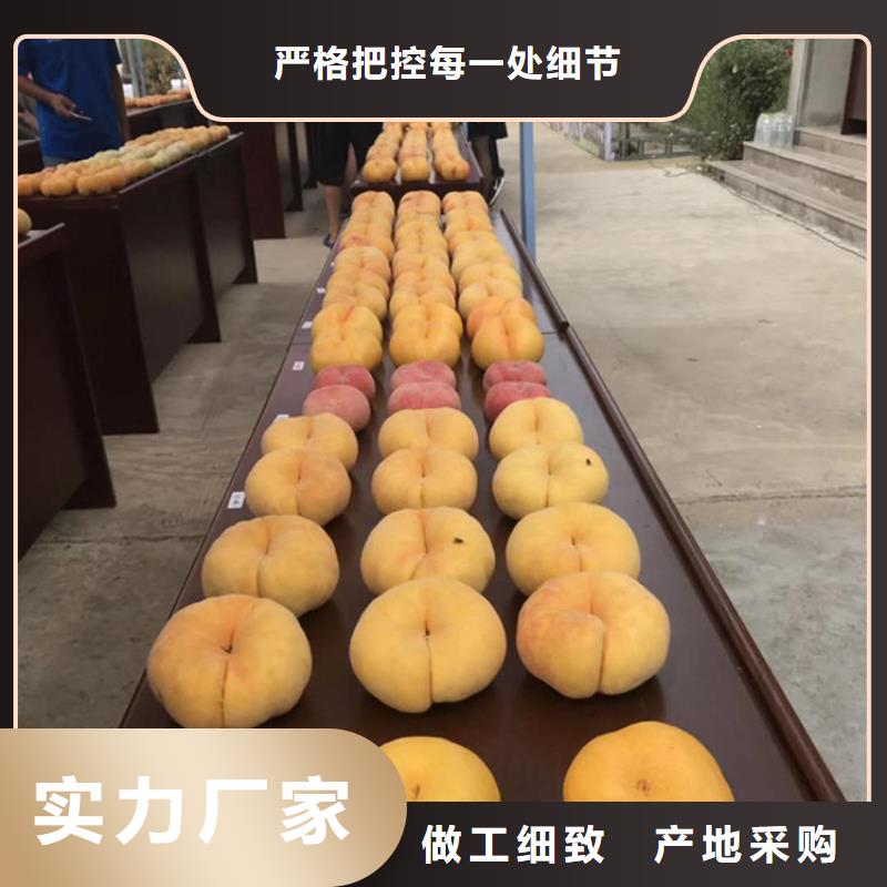 桃石榴树48小时发货