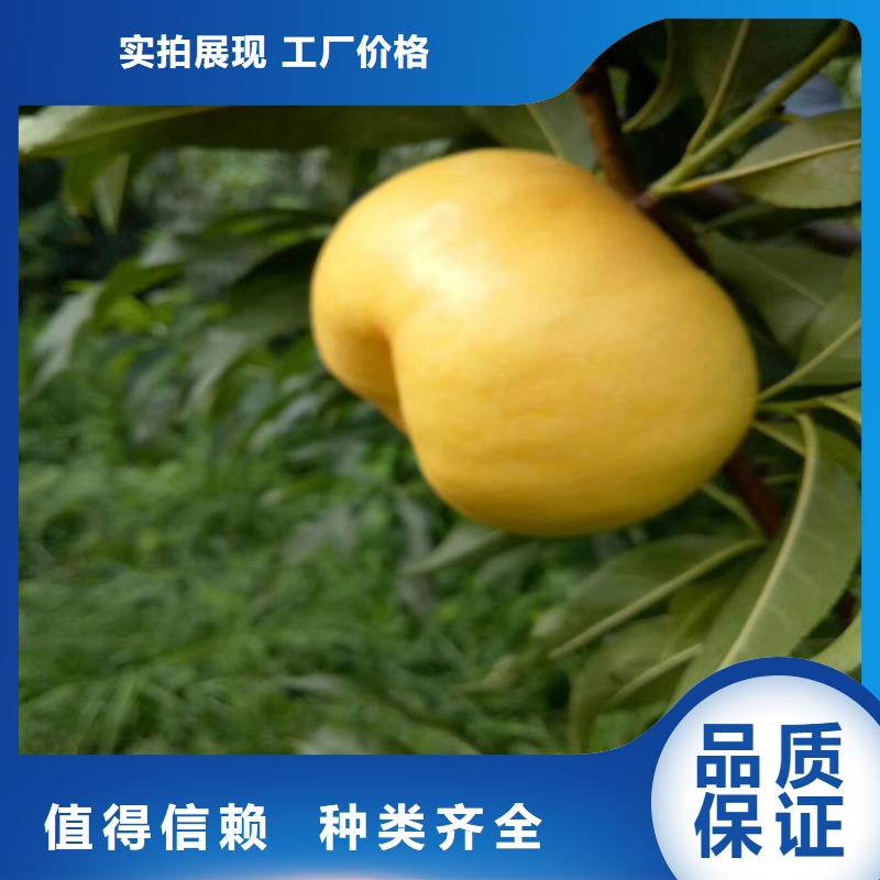 桃板栗苗工艺层层把关