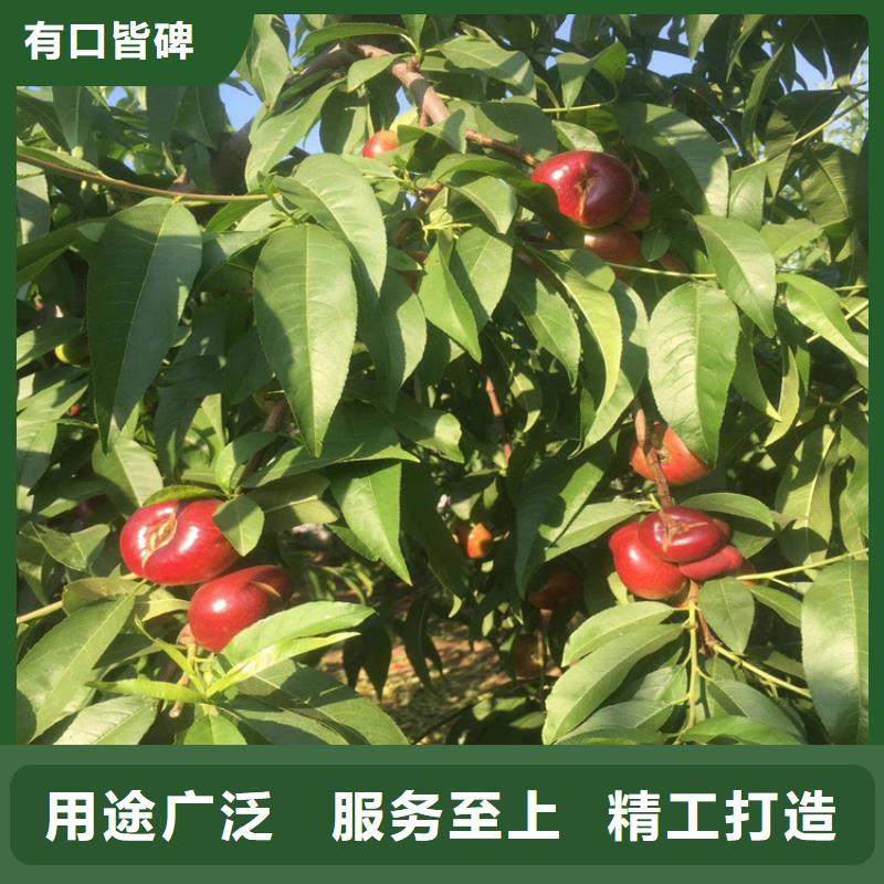 玛瑙红石榴苗视频-玛瑙红石榴苗(轩园)覆盖地域江苏省盐城市亭湖|阜宁|常州|南通|苏州|徐州|扬州|镇江|无锡