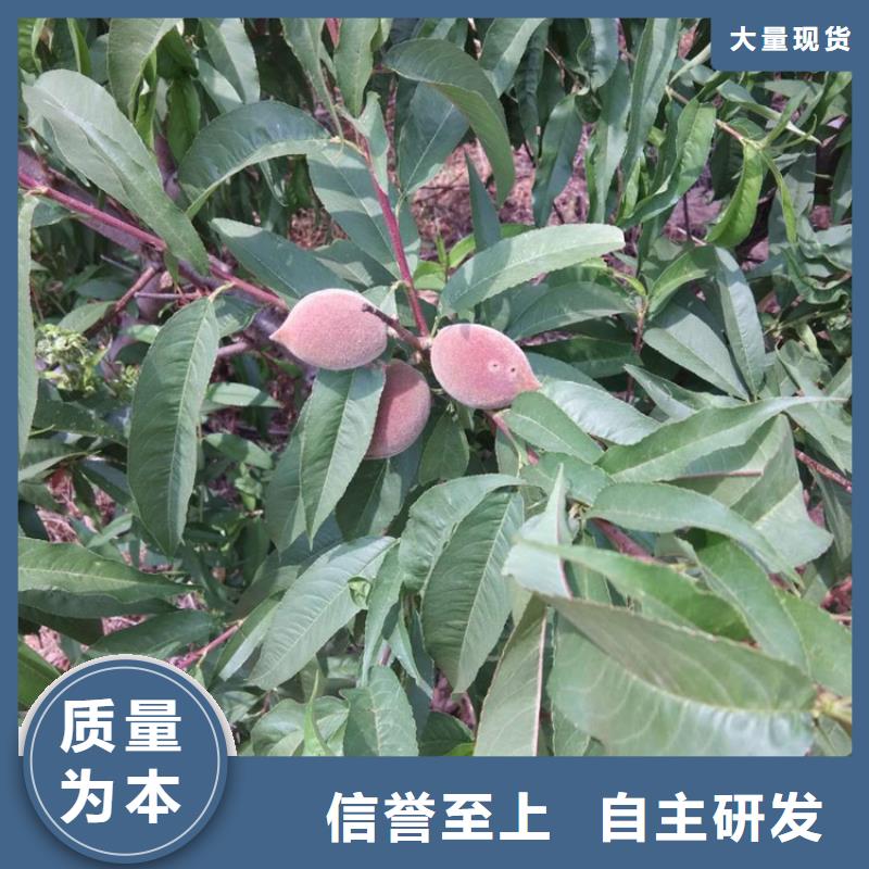 桃-【樱桃苗】优质工艺 轩园园艺场(盐城市分公司)