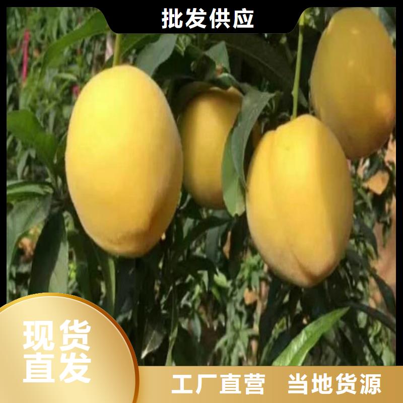 玛瑙红石榴苗视频-玛瑙红石榴苗(轩园)覆盖地域江苏省盐城市亭湖|阜宁|常州|南通|苏州|徐州|扬州|镇江|无锡