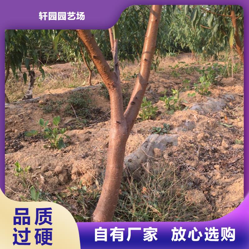 玛瑙红石榴苗轩园桃-【北美冬青】用心制造