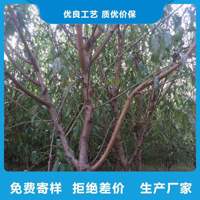 桃-【樱桃苗】优质工艺 轩园园艺场(盐城市分公司)