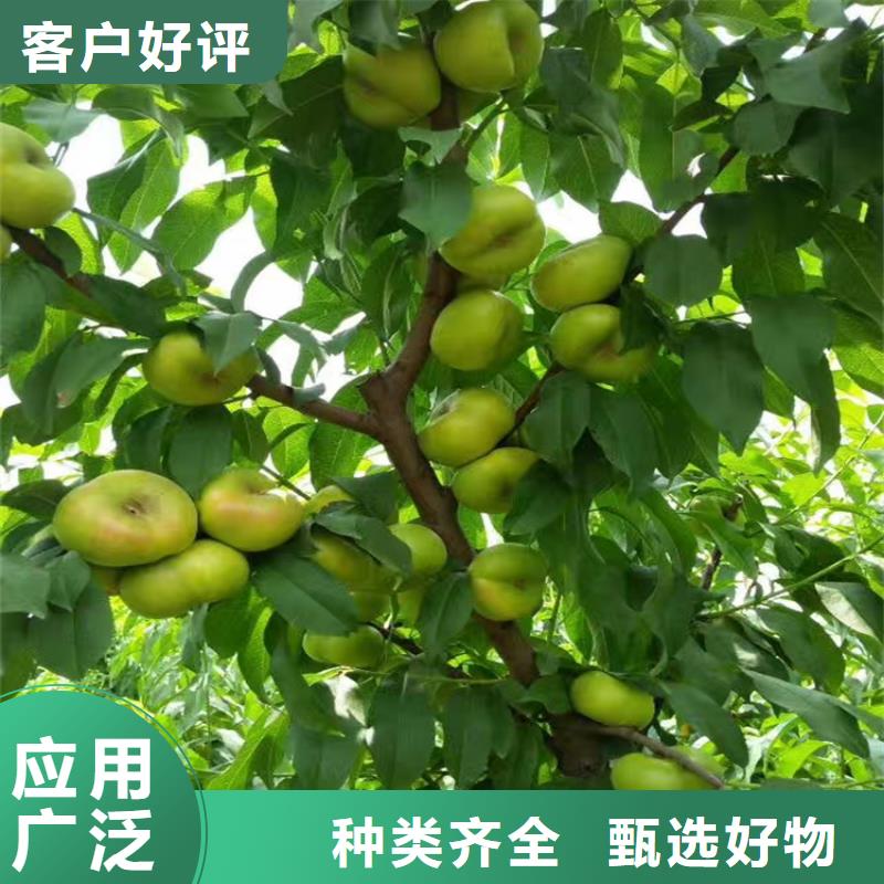 桃石榴树48小时发货