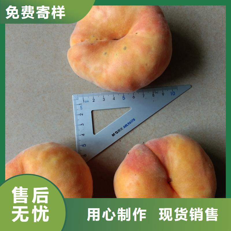 玛瑙红石榴苗视频-玛瑙红石榴苗(轩园)覆盖地域江苏省盐城市亭湖|阜宁|常州|南通|苏州|徐州|扬州|镇江|无锡