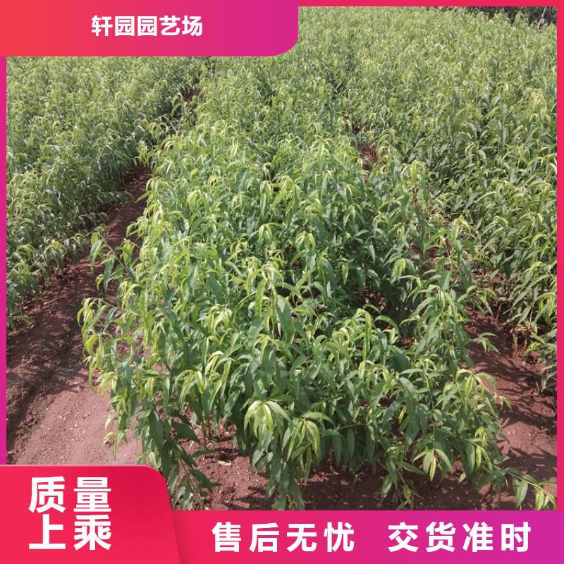 桃-石榴树苗无中间商厂家直销