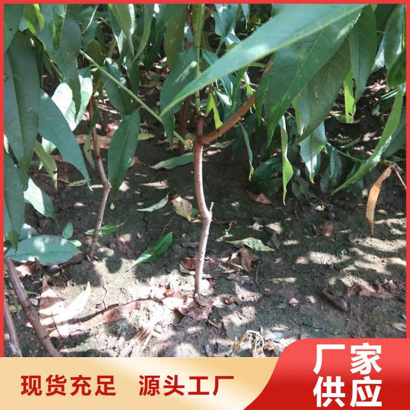 桃-【樱桃苗】优质工艺 轩园园艺场(盐城市分公司)