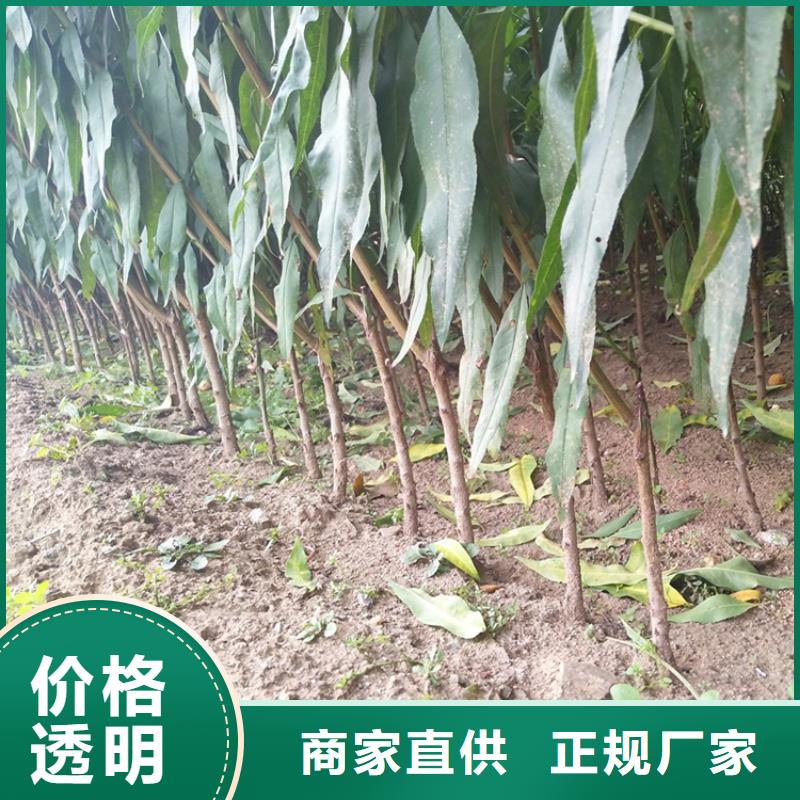 玛瑙红石榴苗视频-直辖澳门轩园玛瑙红石榴苗可服务区域等