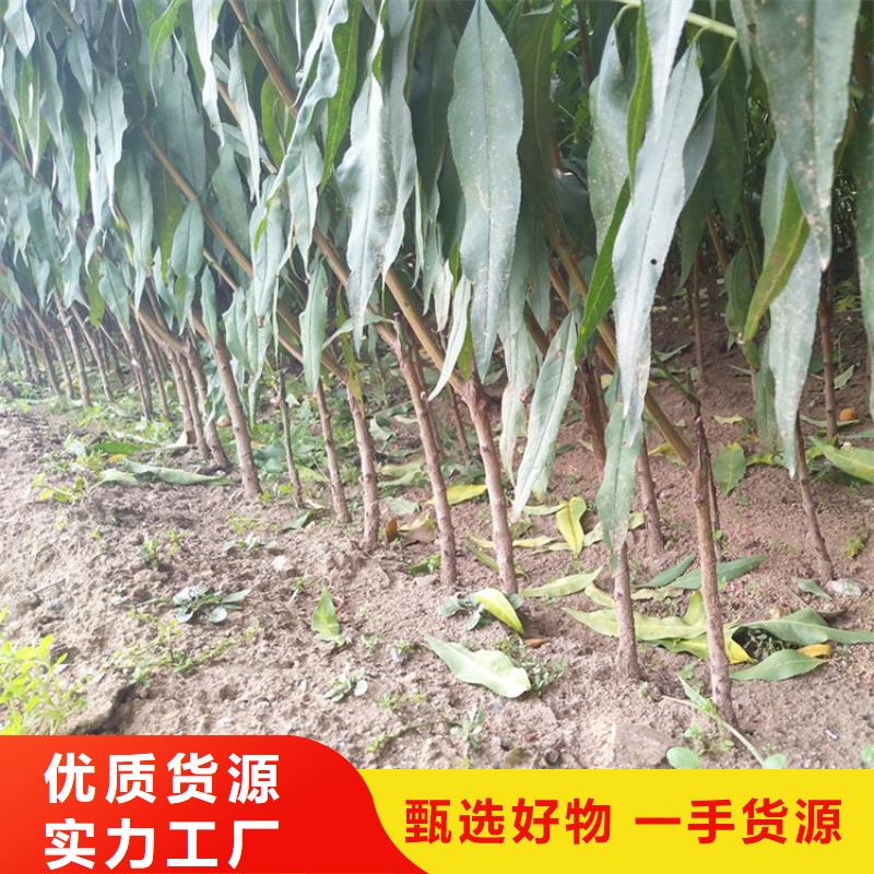 玛瑙红石榴苗视频-玛瑙红石榴苗(轩园)覆盖地域江苏省盐城市亭湖|阜宁|常州|南通|苏州|徐州|扬州|镇江|无锡