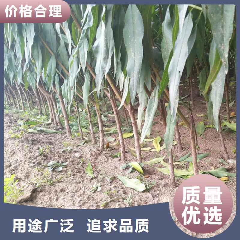 桃板栗苗工艺层层把关