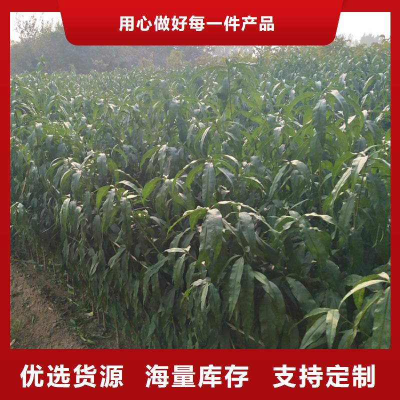 桃樱桃苗用心制造